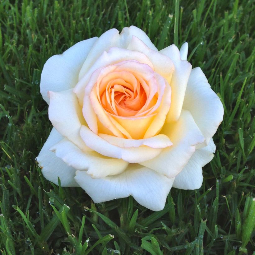 Rosa Anastasia - Edelrose (Flowering)