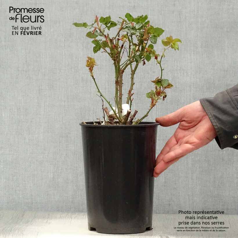 Exemplar von Rosa Anastasia - Edelrose Topf mit 4L/5L wie im Winter geliefert