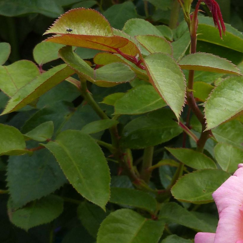 Rosa André Eve - Edelrose (Foliage)