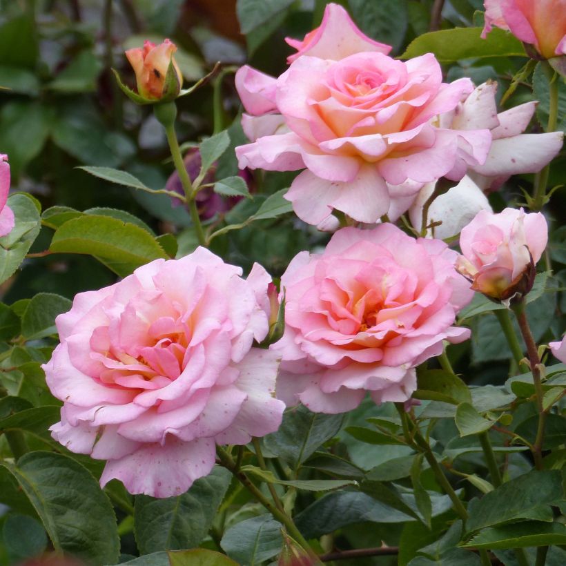 Rosa André Eve - Edelrose (Flowering)
