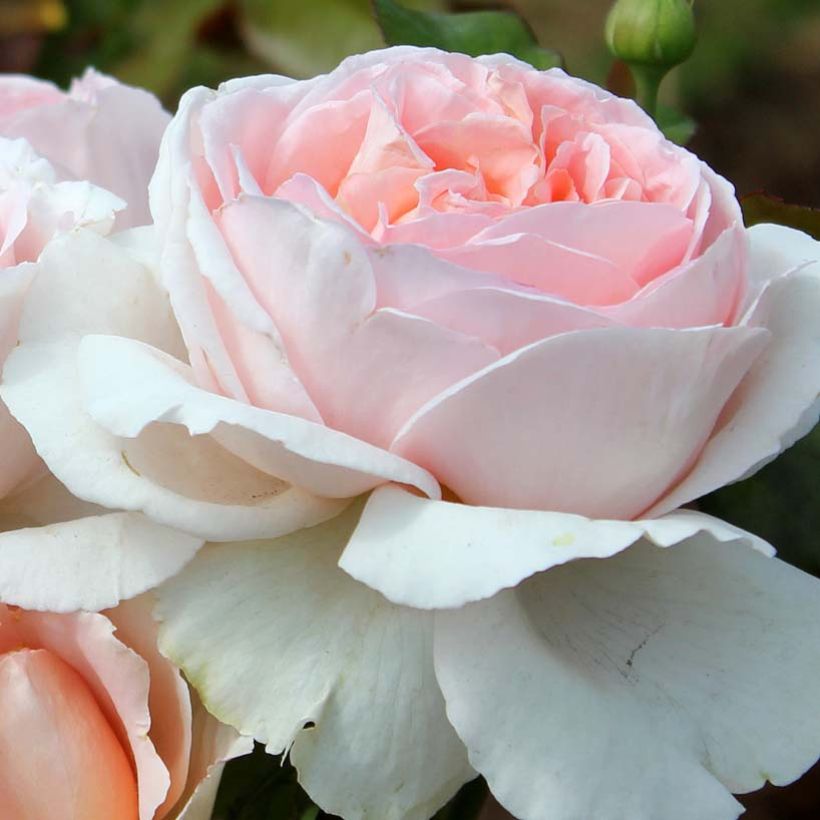 Rosa André Le Nôtre - Edelrose (Flowering)
