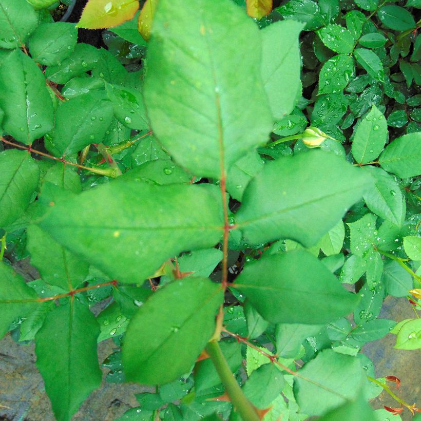 Rosa André Willemse - Edelrose (Foliage)