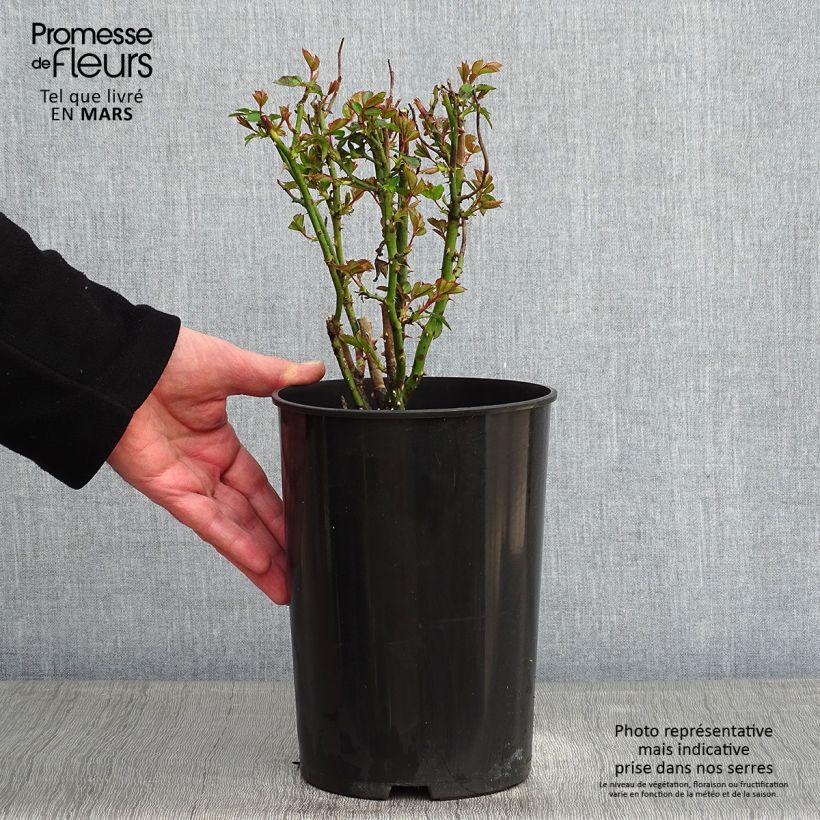 Exemplar von Rosa Annapurna - Moderne Teehybride Topf mit 4L/5L wie im Winter geliefert