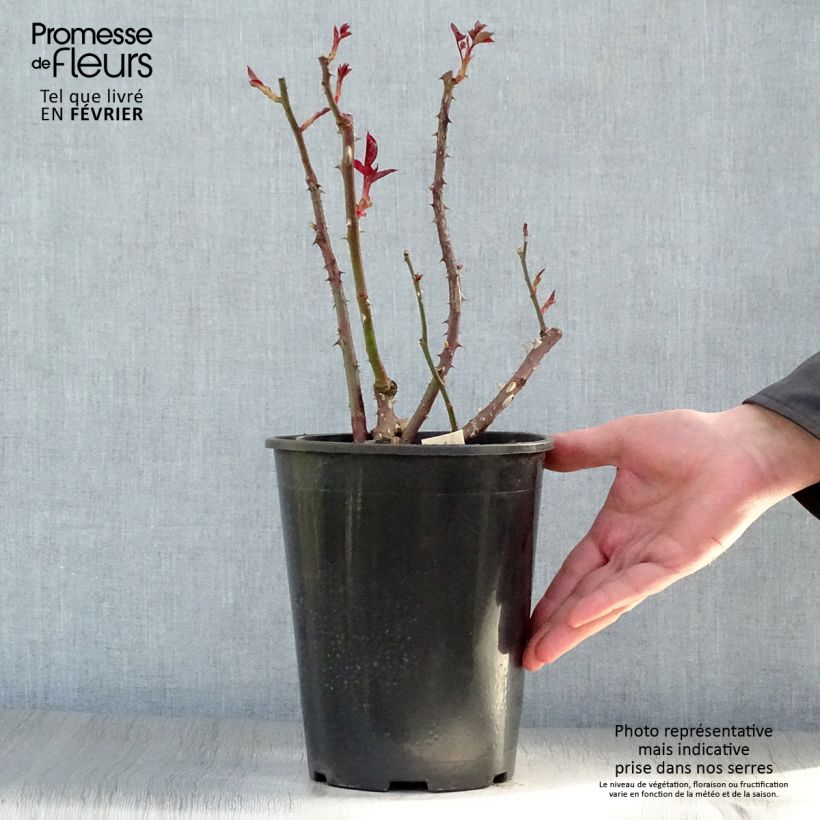 Exemplar von Rosa Anne Vanderlove - Edelrose Topf mit 4L/5L wie im Winter geliefert