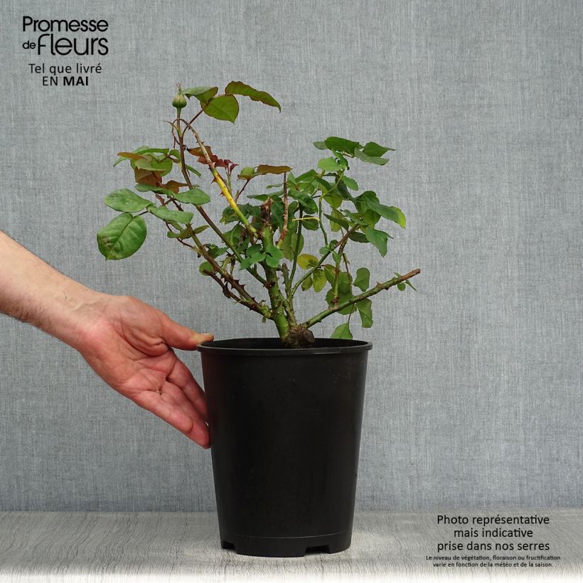 Exemplar von Rosa Astrid Gräfin von Hardenberg - Edelrose Topf mit 4L/5L wie im Frühjahr geliefert