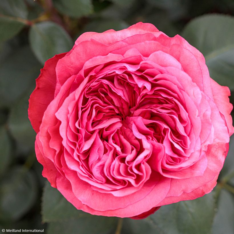 Rosa Audrey Fleurot - Edelrose (Flowering)