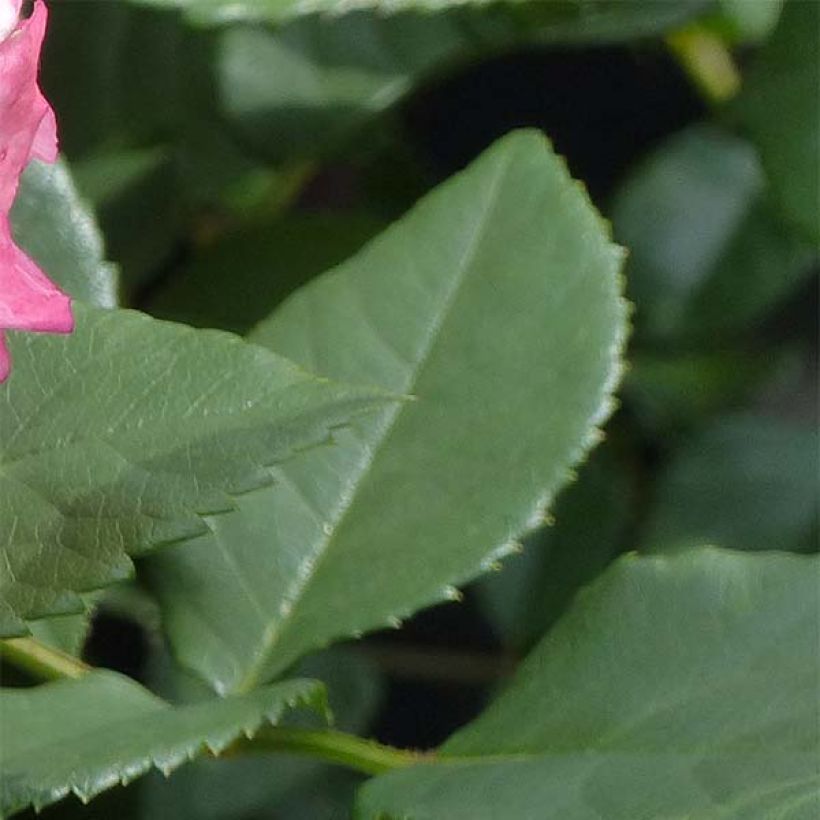 Rosa Augusta Luise - Edelrose (Foliage)