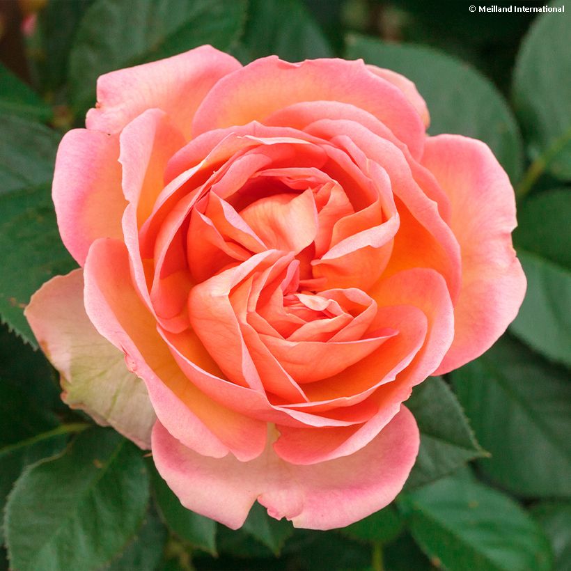 Rosa Auguste Escoffier - Edelrose (Flowering)