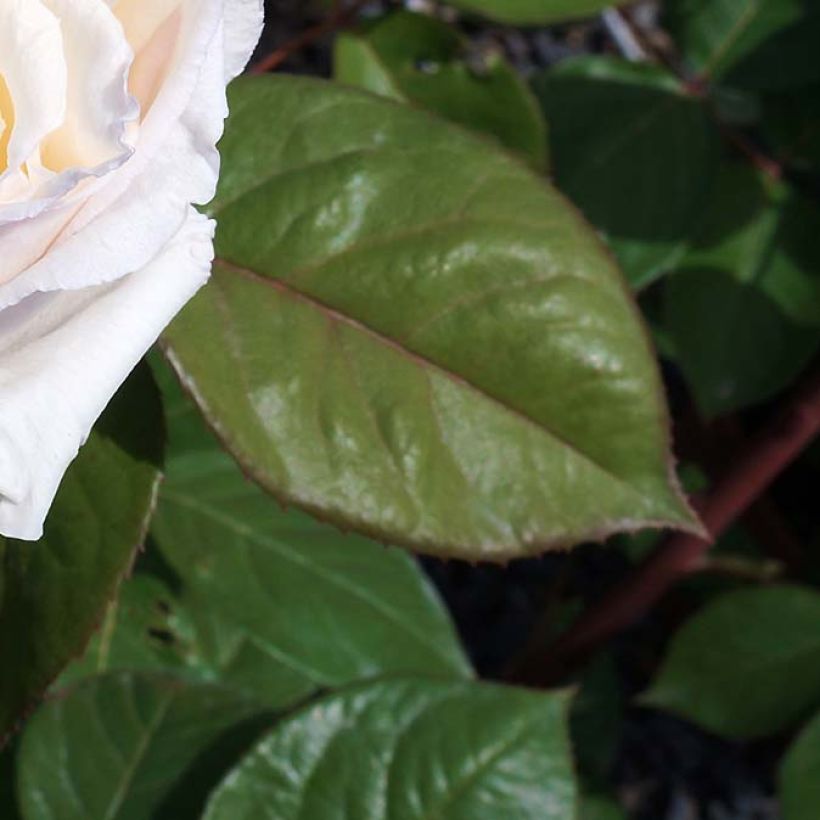 Rosa Baie des Anges - Edelrose (Foliage)