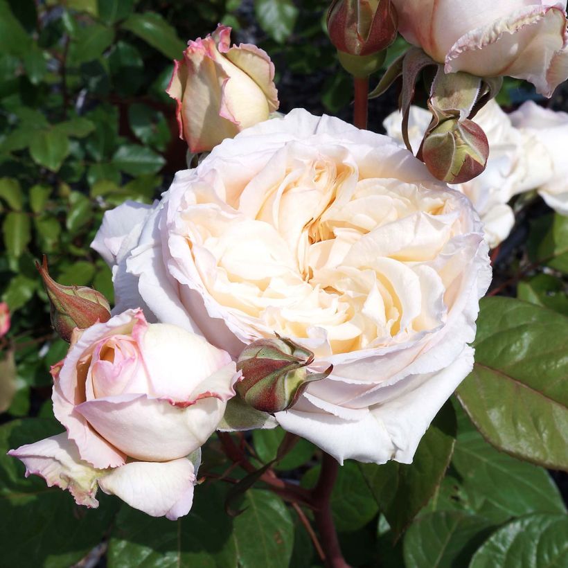 Rosa Baie des Anges - Edelrose (Flowering)