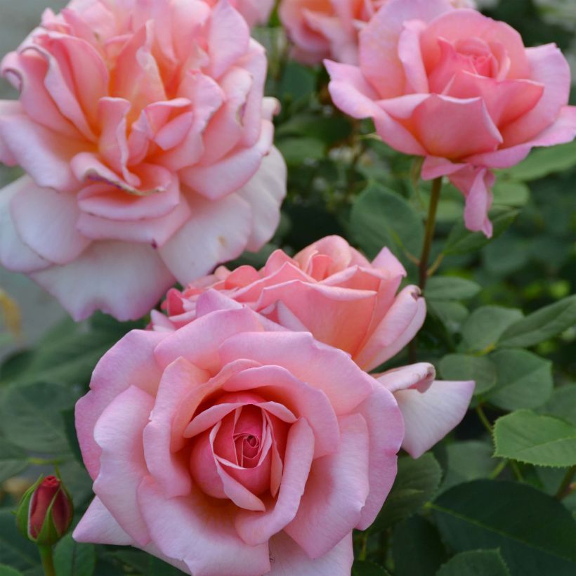 Rosa Belle du Seigneur - Edelrose (Flowering)