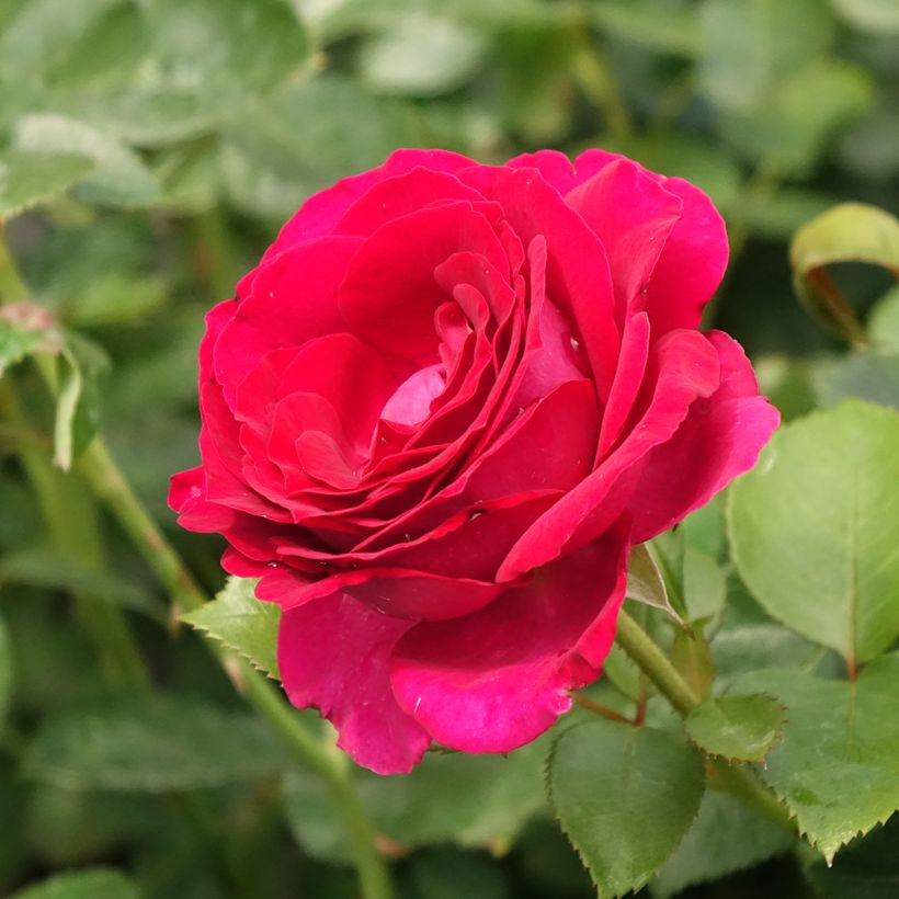 Rosa Belles Rives - Edelrose (Flowering)