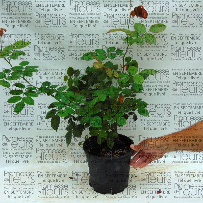 Example of Rosa Biedermeier - Edelrose Topf mit 4L/5L as you get