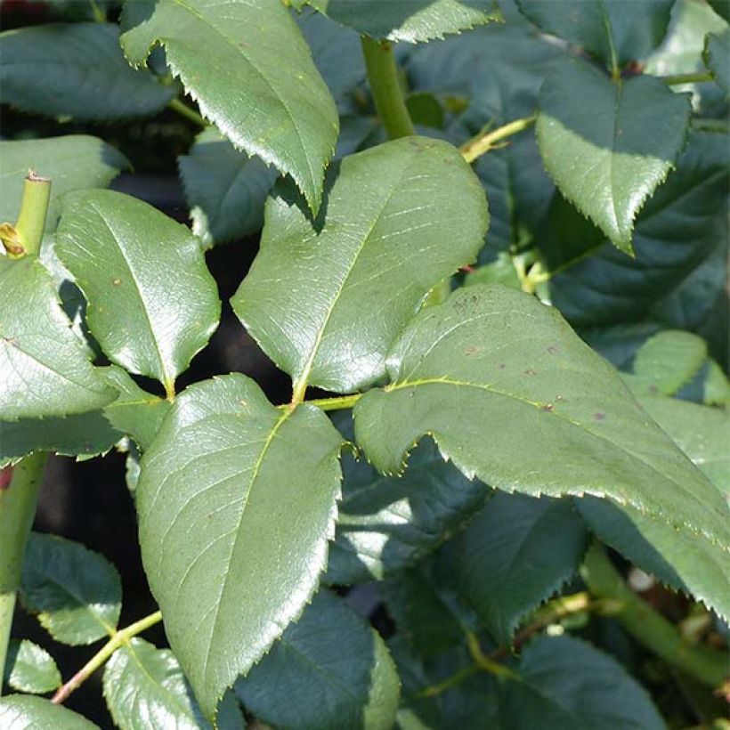 Rosa Black Baccara - Edelrose (Foliage)