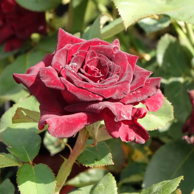 Rosa Black Baccara - Edelrose (Flowering)