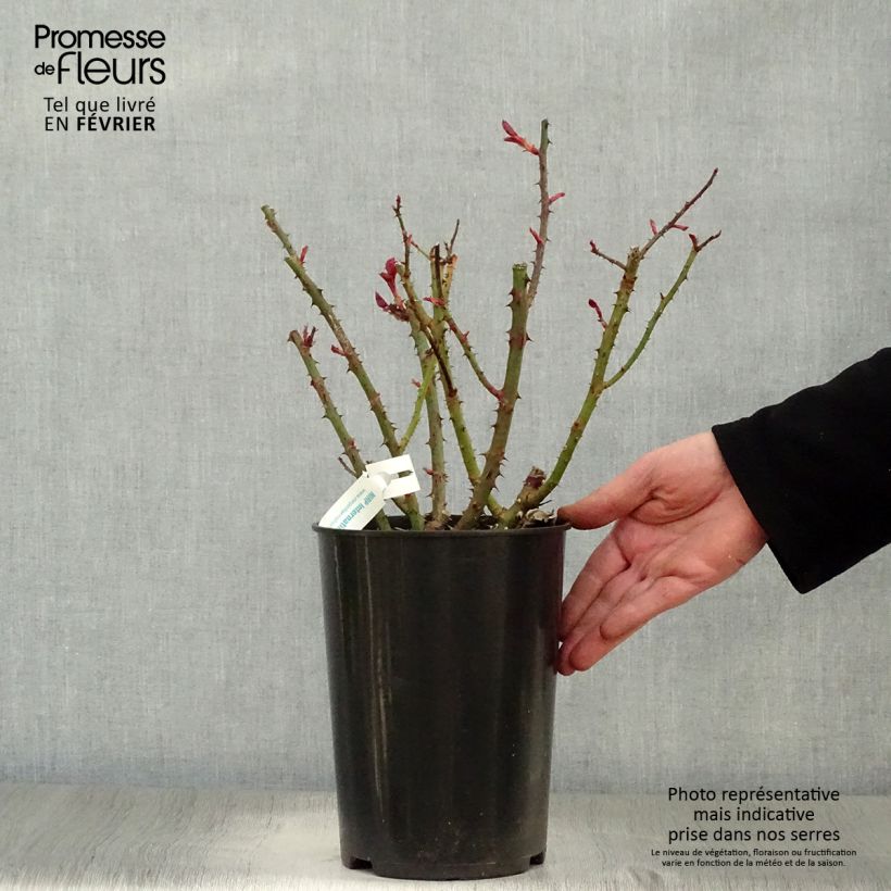 Exemplar von Rosa Blue Girl - Edelrose Topf mit 4L/5L wie im Winter geliefert