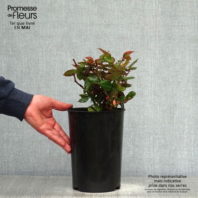 Exemplar von Rosa Blue Girl - Edelrose Topf mit 4L/5L wie im Frühjahr geliefert