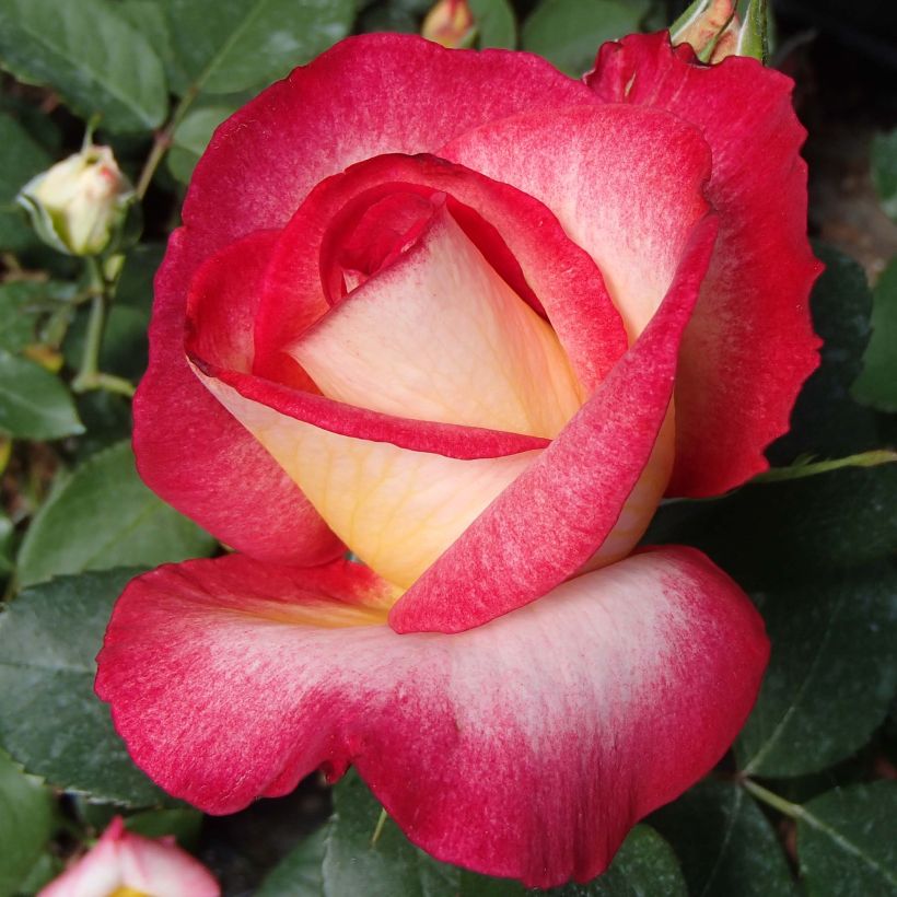 Rosa Bolshoï - Edelrose (Flowering)