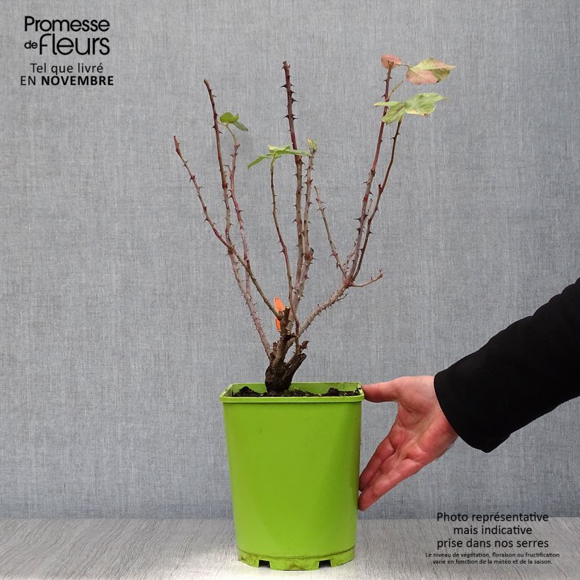 Example of Rosa Bolshoï - Edelrose Topf mit 4L/5L as you get in automne