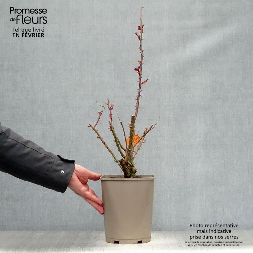 Exemplar von Rosa Bolshoï - Edelrose Topf mit 4L/5L wie im Winter geliefert