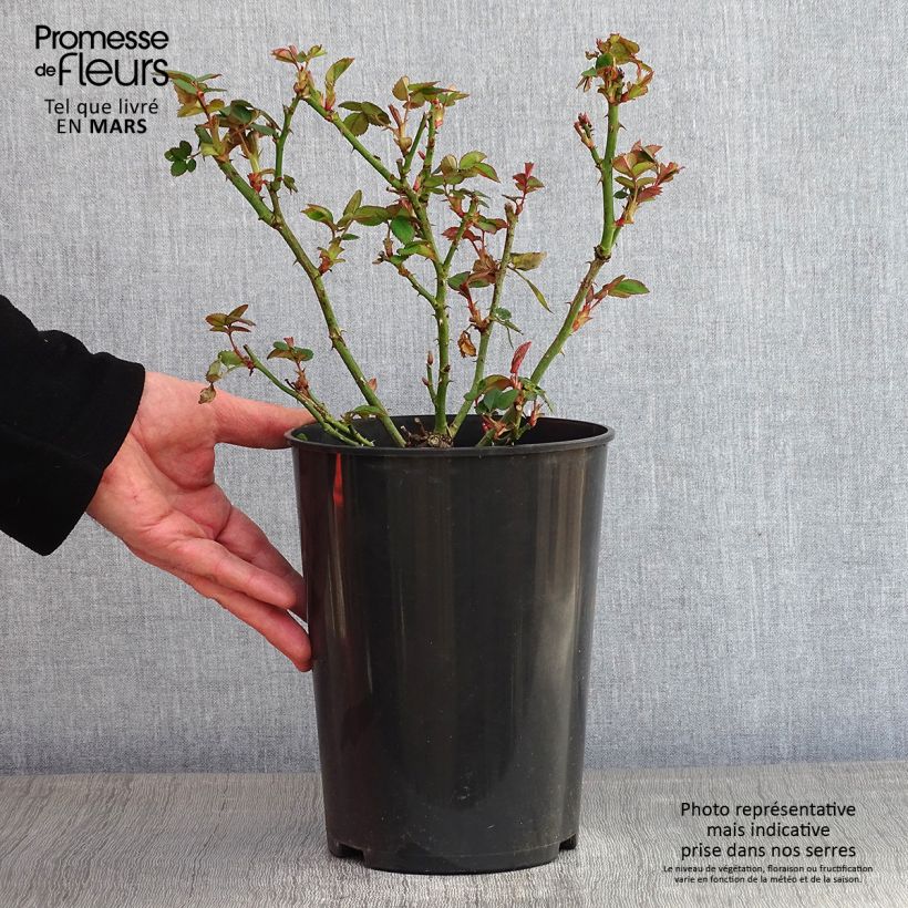 Exemplar von Rosa Borneo Odore - Edelrose Topf mit 4L/5L wie im Winter geliefert