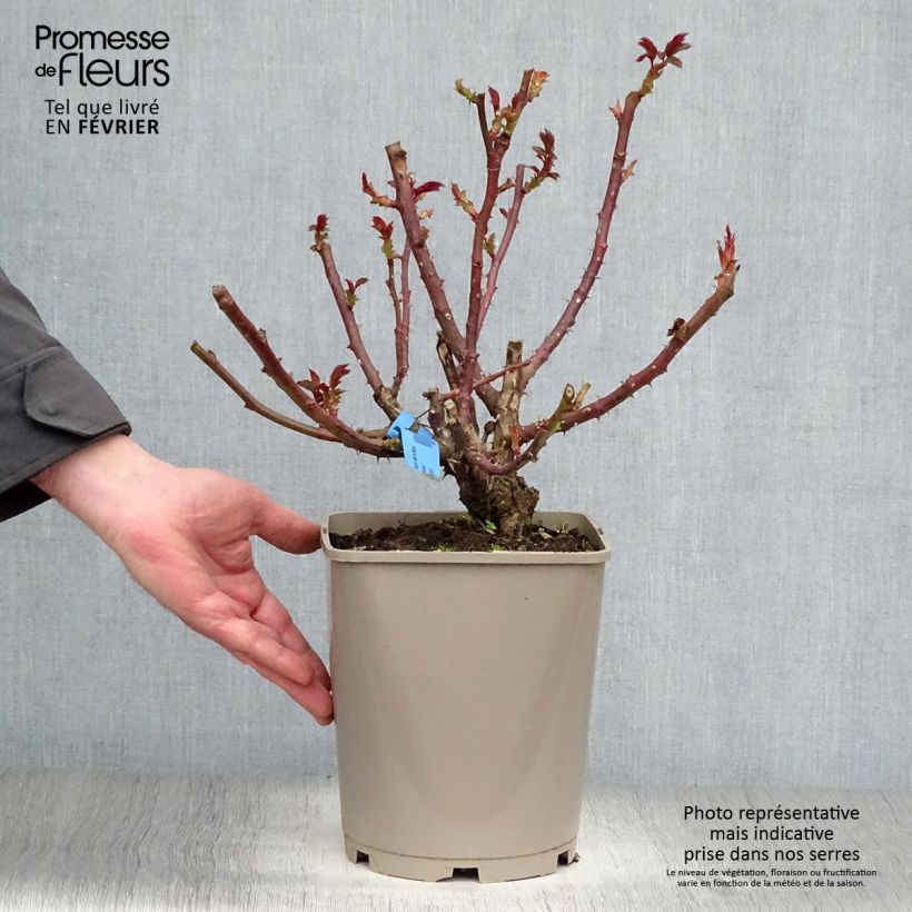 Exemplar von Rosa Bossuet Aigle de Meaux - Edelrose Topf mit 4L/5L wie im Winter geliefert