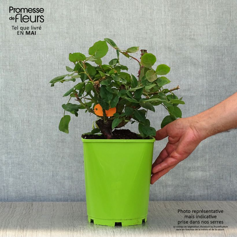 Example of Rosa Botero - Edelrose Topf mit 4L/5L as you get in printemps