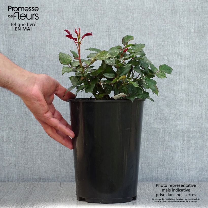 Example of Rosa Broceliande - Edelrose Topf mit 4L/5L as you get in printemps