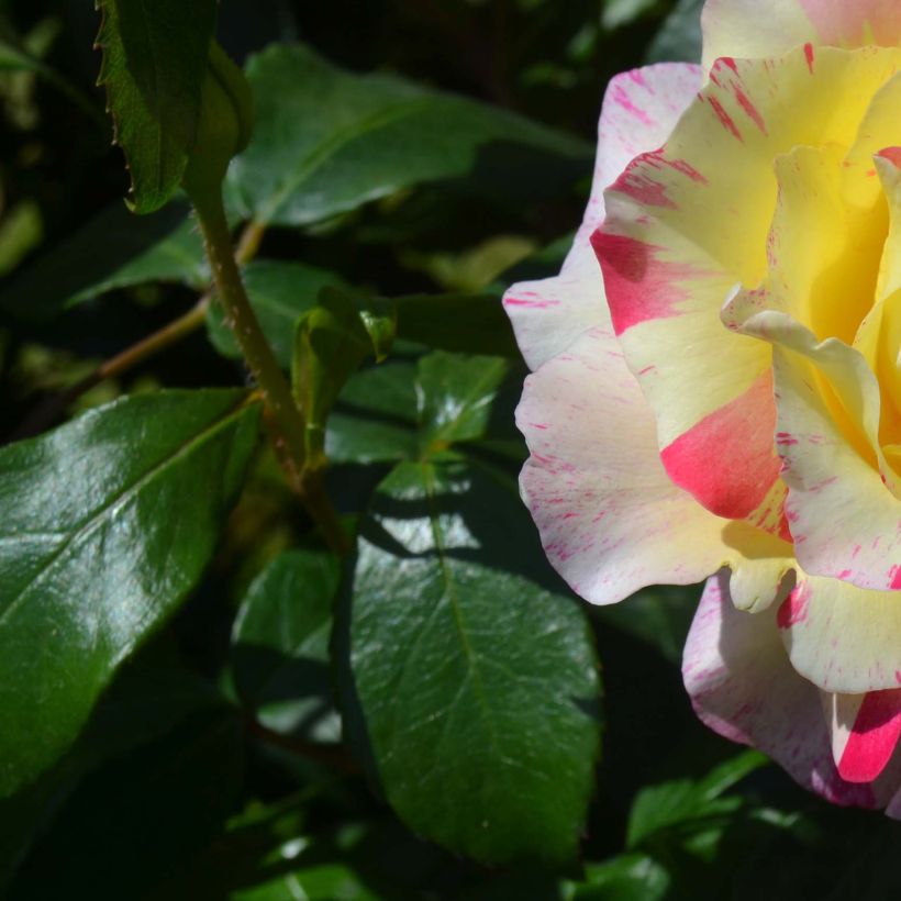 Rosa Camille Pissarro - Edelrose (Foliage)