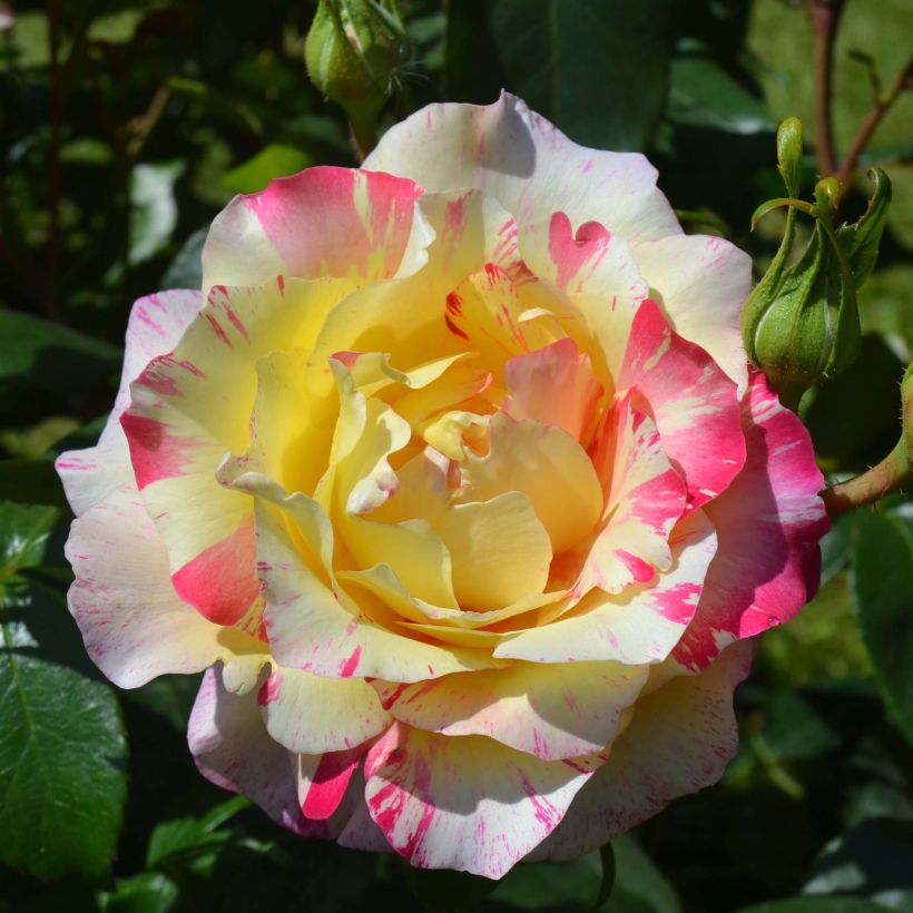 Rosa Camille Pissarro - Edelrose (Flowering)