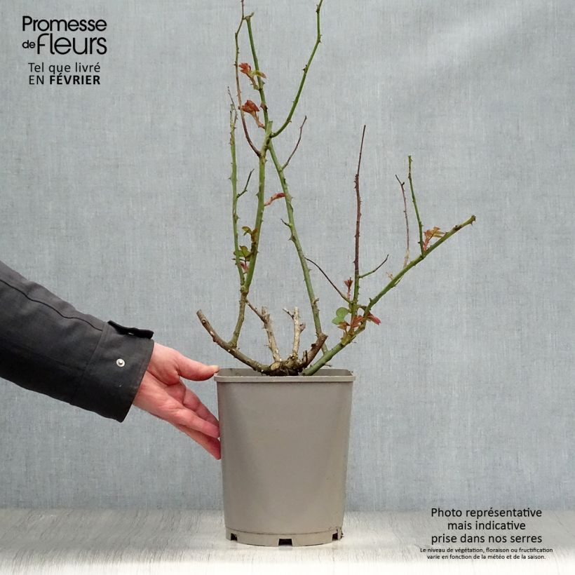 Exemplar von Rosa Catherine Deneuve - Edelrose Topf mit 4L/5L wie im Winter geliefert