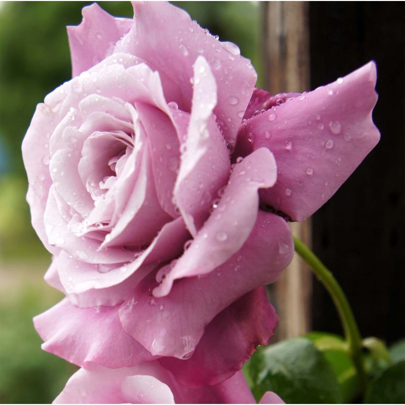 Rosa Charles de Gaulle - Edelrose (Flowering)