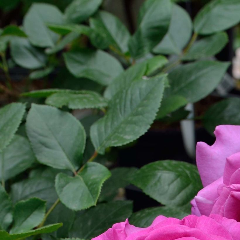 Rosa Chartreuse de Parme - Edelrose (Foliage)