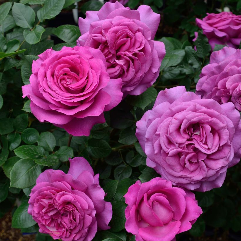 Rosa Chartreuse de Parme - Edelrose (Flowering)