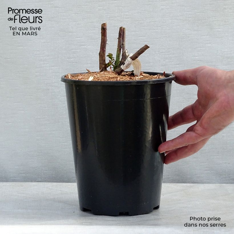 Exemplar von Rosa Château de Cheverny - Edelrose Topf mit 3L/4L wie im Winter geliefert