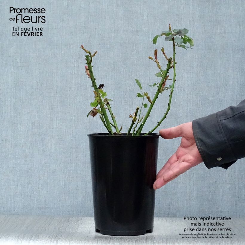 Exemplar von Rosa Clair Renaissance - Edelrose Topf mit 4L/5L wie im Winter geliefert