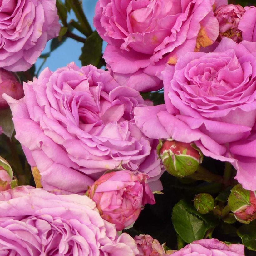 Rosa Claire Marshall - Edelrose (Flowering)