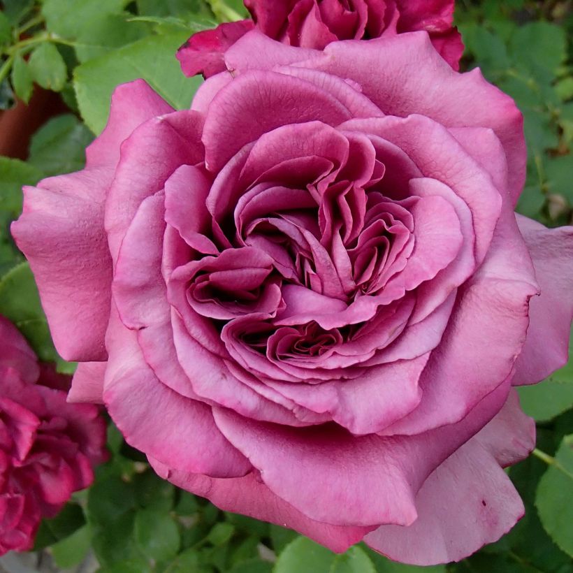 Rosa Claude Brasseur - Edelrose (Flowering)