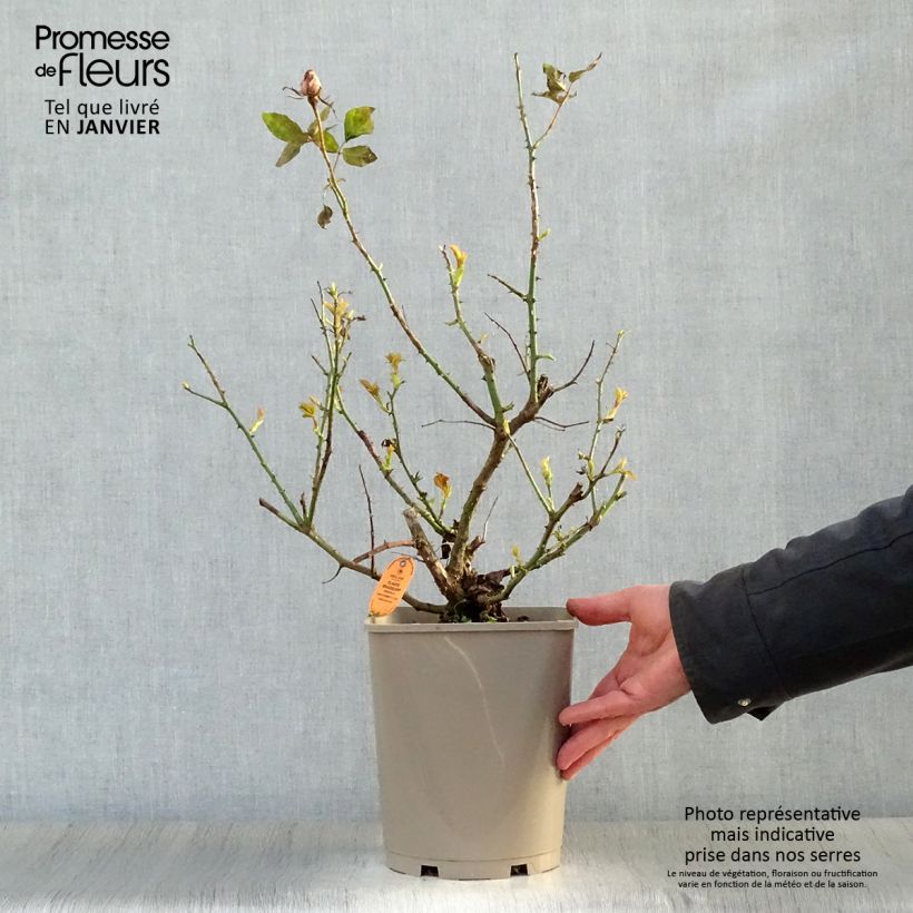 Exemplar von Rosa Claude Brasseur - Edelrose Topf mit 4L/5L wie im Winter geliefert