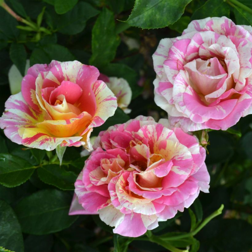 Rosa Claude Monet - Edelrose (Flowering)