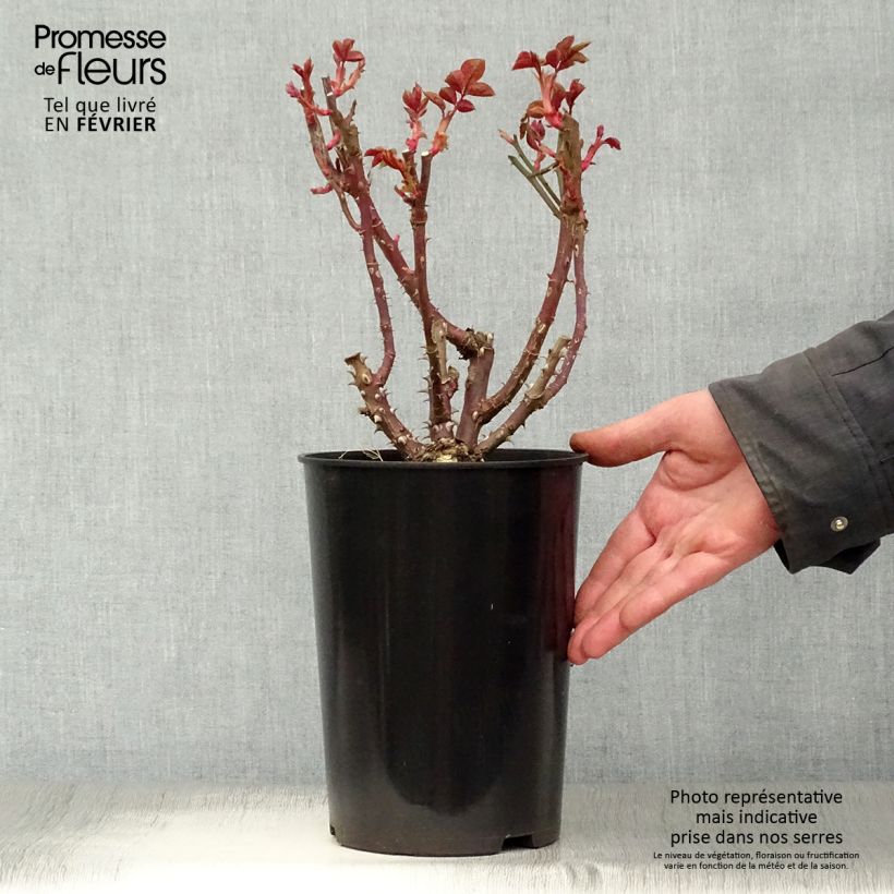 Exemplar von Rosa Courage - Edelrose Topf mit 4L/5L wie im Winter geliefert