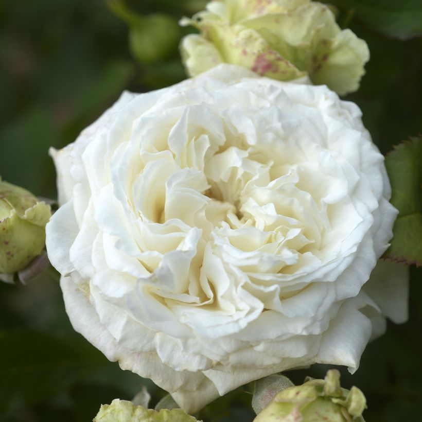Rosa Crémet d'Anjou - Edelrose (Flowering)