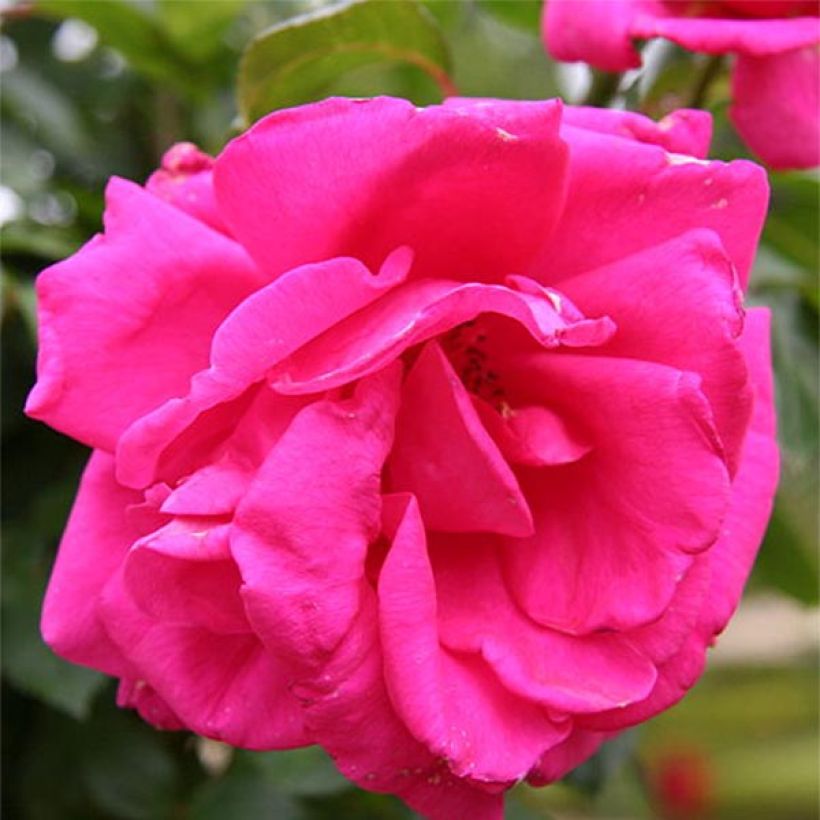Rosa Criterion - Edelrose (Flowering)