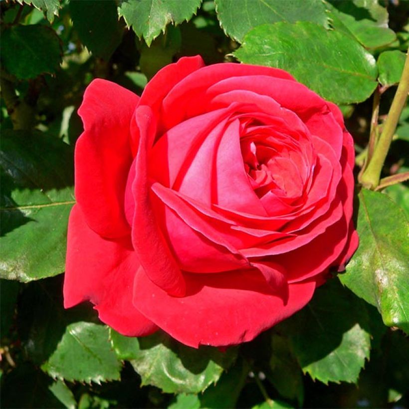 Rosa Dame de Coeur - Edelrose (Flowering)