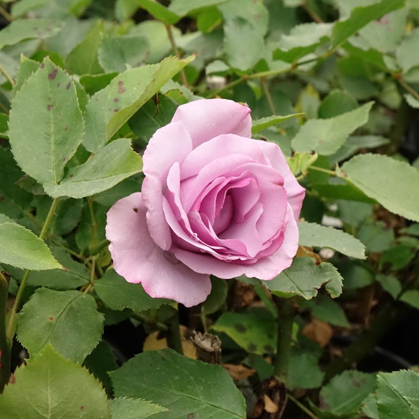 Rosa Dioressence - Edelrose (Flowering)