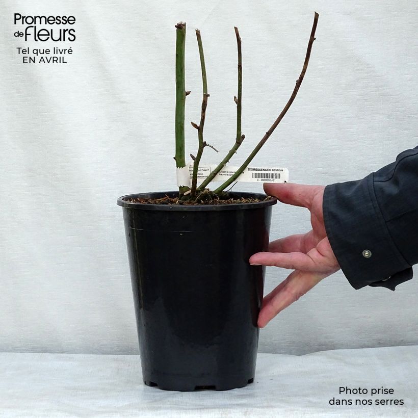 Example of Rosa Dioressence - Edelrose Topf mit 4L/5L as you get in printemps