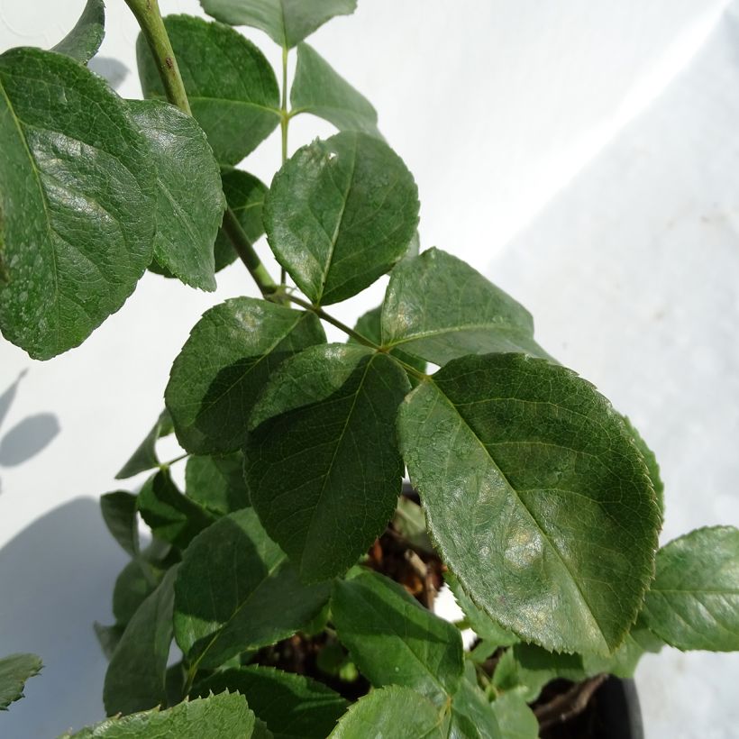 Rosa Domaine de Chantilly - Edelrose (Foliage)