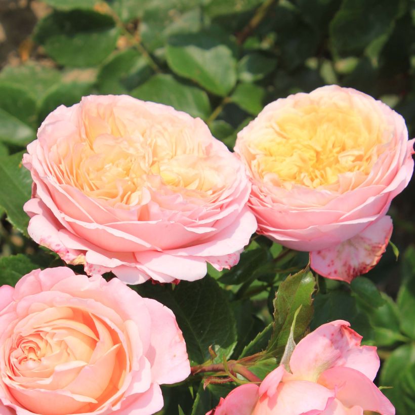 Rosa Domaine de Chantilly - Edelrose (Flowering)