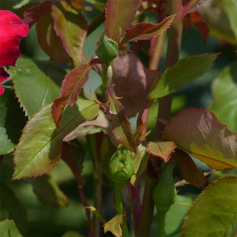 Rosa Double Delight - Edelrose (Foliage)