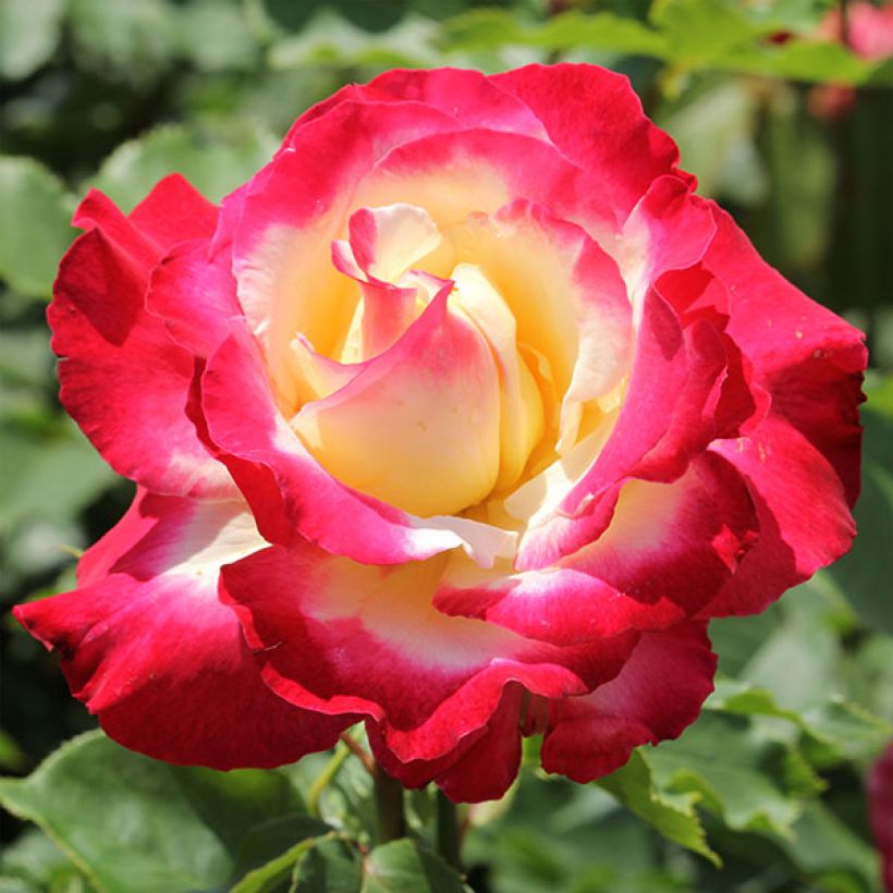 Rosa Double Delight - Edelrose (Flowering)